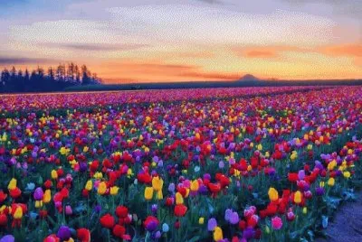 Campo de flores