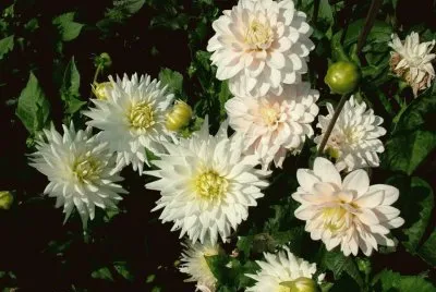 Dalias blancas jigsaw puzzle