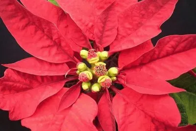 Estrella Federal jigsaw puzzle