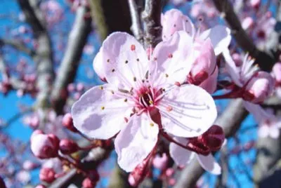 Flor de Ciruelo jigsaw puzzle