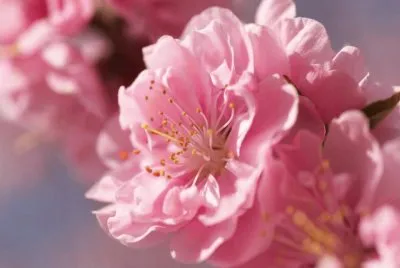 Flor de Duraznero jigsaw puzzle