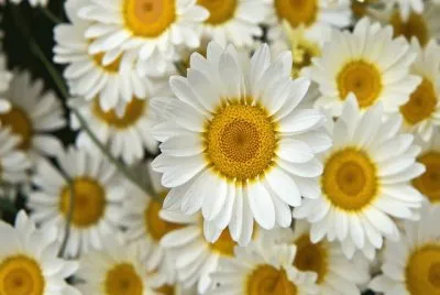 Margaritas blancas jigsaw puzzle