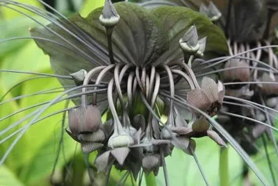 La planta murciÃ©lago - China jigsaw puzzle