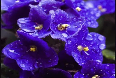 Violetas jigsaw puzzle