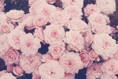 flores