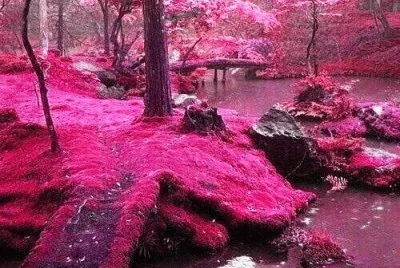 pink again