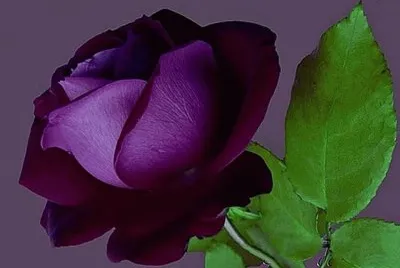 פאזל של rosa   bella morada