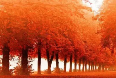 bella imagen arboles