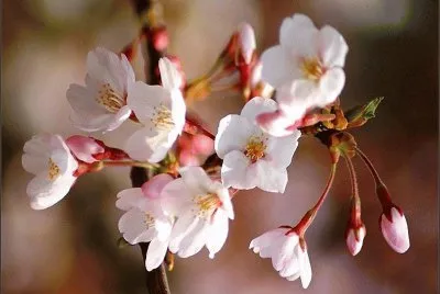 flores