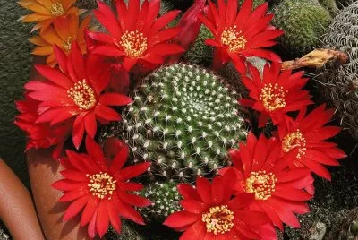 flores