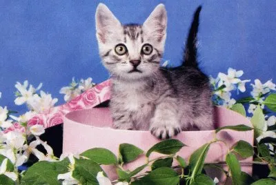 gatet