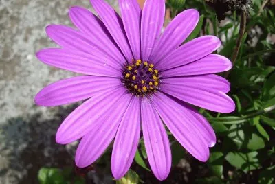 Flor jigsaw puzzle