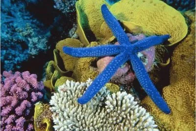 blue star
