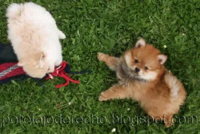2 cachorros bonitos