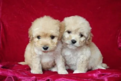 hermosos cachorros maltes
