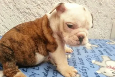 bulldog ingles