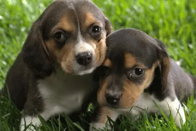 cachorros bonitos