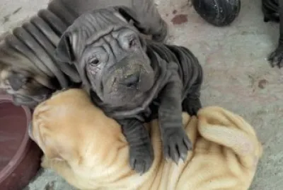 sharpei bonitos