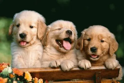 cachorros hermosos