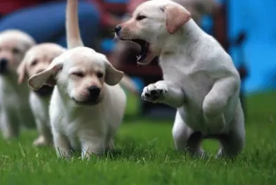 perros bonitos