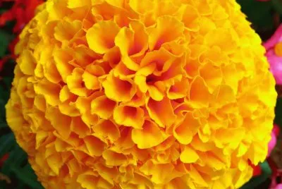 amarillo