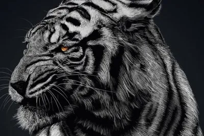 פאזל של tigre