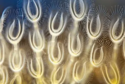 freshwater mollusks