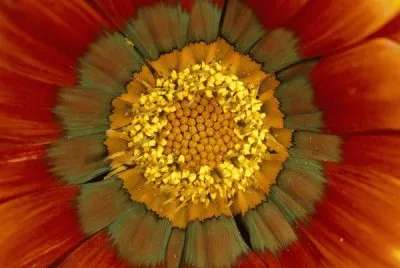 flower spores
