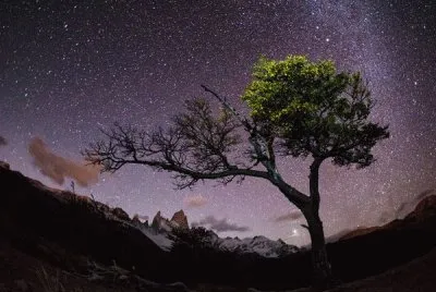 tree with stars