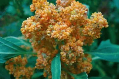 quinoa jigsaw puzzle