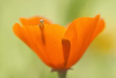 mantis larva in flower jigsaw puzzle