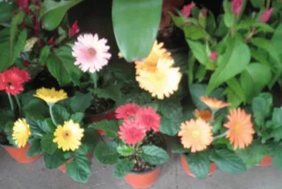 gerberas