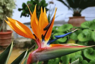 IMAGENES jigsaw puzzle