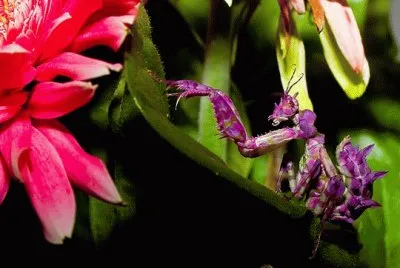 Purple Praying Mantis