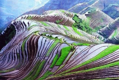 rice terraces