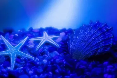 estrellas de mar