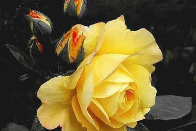 flores
