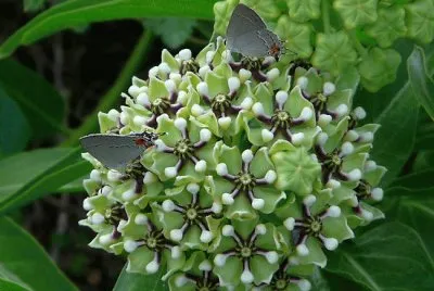 nature fractal