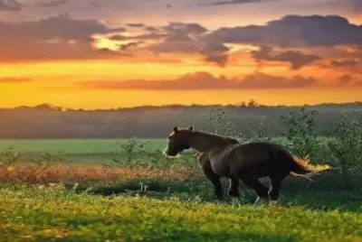 466 jigsaw puzzle