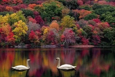 603 jigsaw puzzle