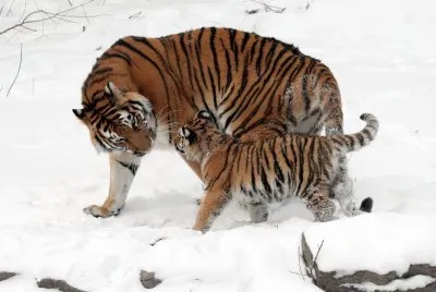 mom #92