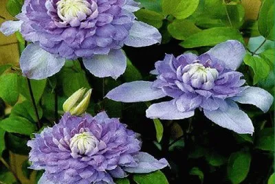 flores