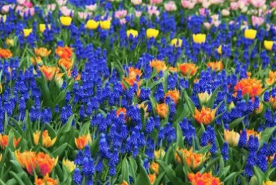 Colorful Flowers
