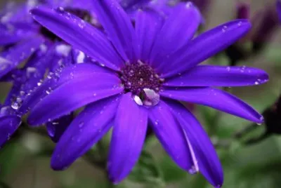 Blooms