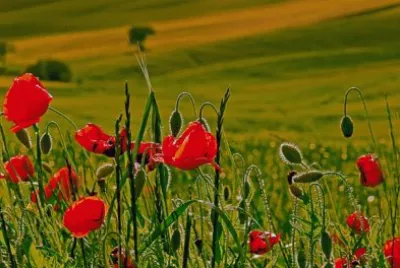 פאזל של Poppies