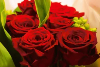 פאזל של Red Roses