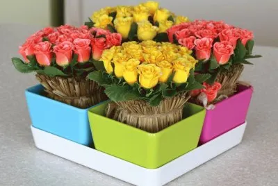 neon pots