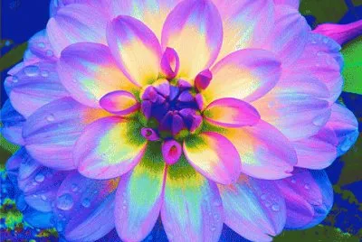 flor lotus
