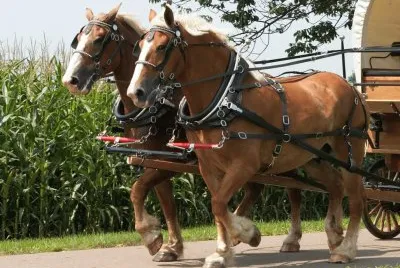 side backer harnesses