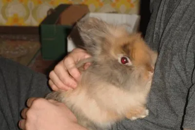 Hasi